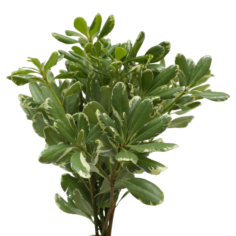 Pittisporum Variegated
