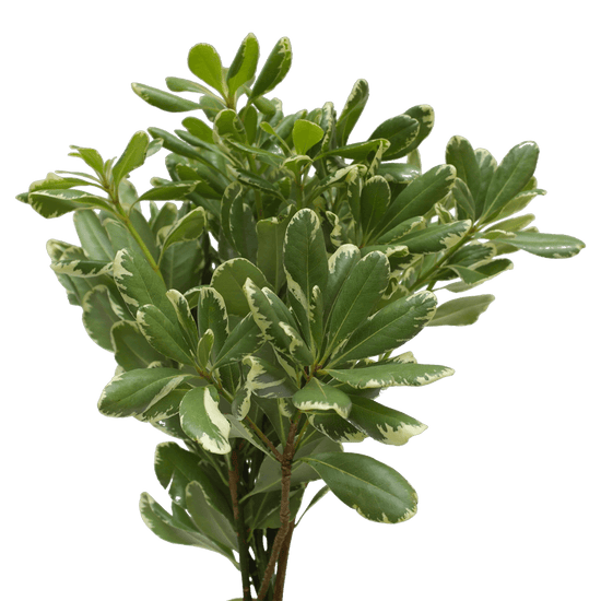Pittisporum Variegated