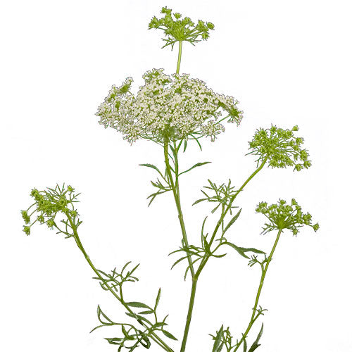 Queen Anne's Lace