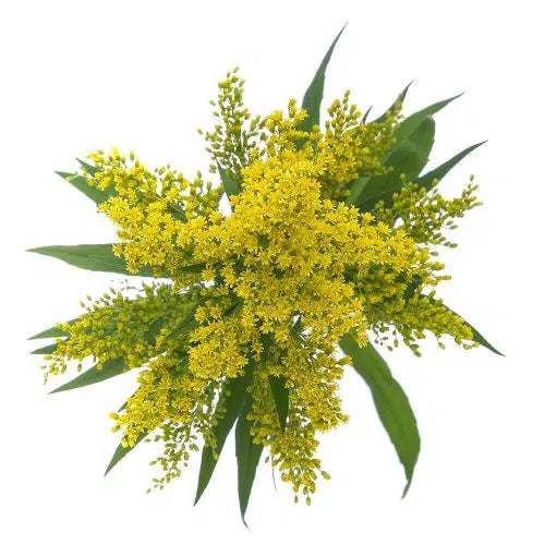 Solidago