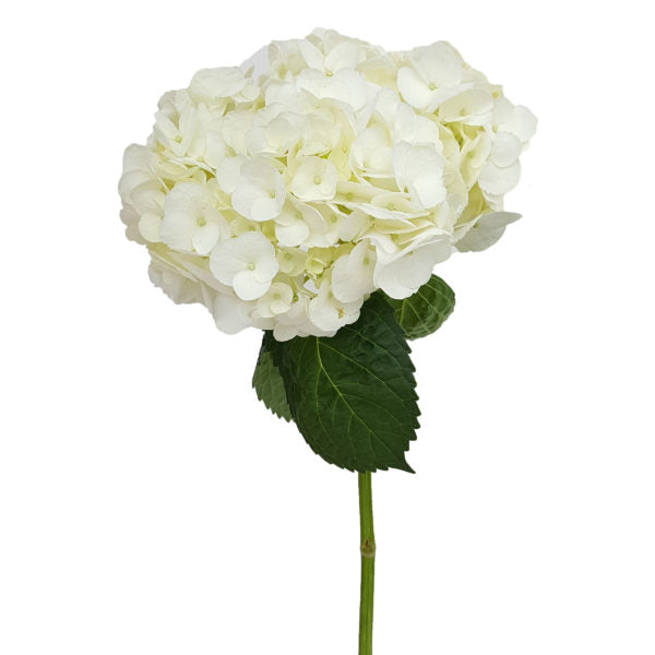 Hydrangea White Select